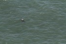 Missing Picture